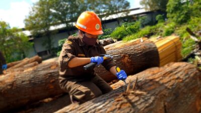 Kayu Oak yang siap diproduksi