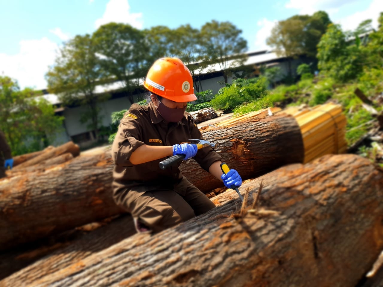 Kayu Oak yang siap diproduksi