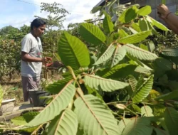 Manfaat dan Efek Samping Tanaman Kratom