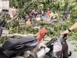 Tertimpa Batang Pohon di Penceng, Pengendara Sepeda Motor Terkapar